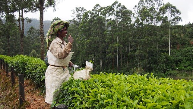 tea plantation, india, munnar, tea, green, agriculture, kerala, plantation, tea harvest, harvesting, leaves, bush, cultivated, asia, green tea, munnar, munnar, munnar, munnar, munnar
