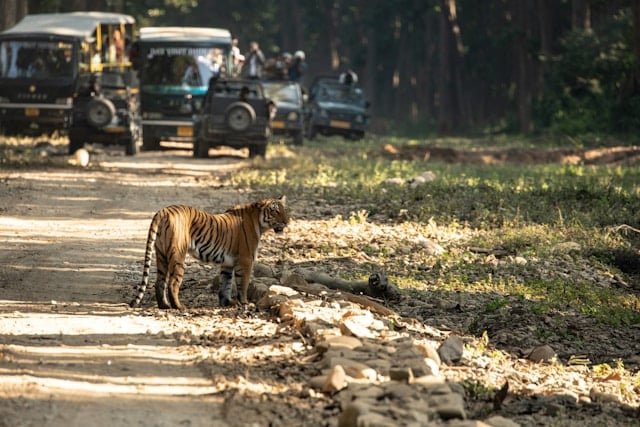Jim Corbett National Park