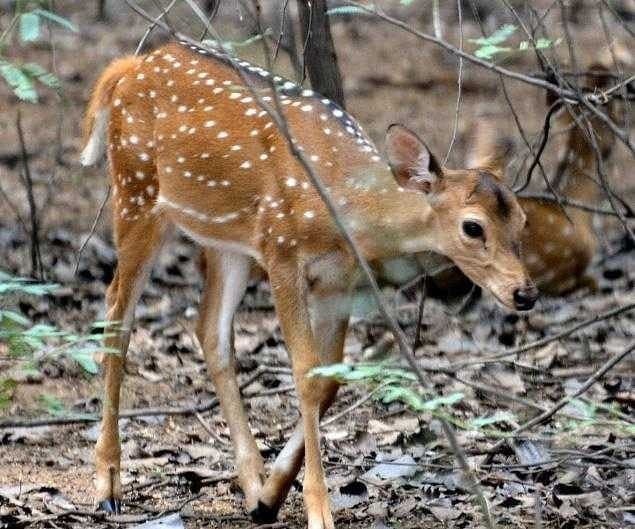Rangapahar Reserve Forest Dimapur Nagaland